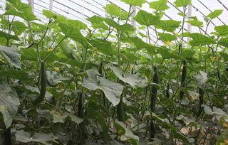 单县田瓜今日价格,市场行情一览