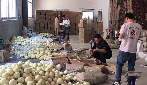 单县田瓜今日价格,市场行情一览