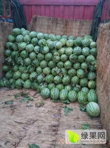 单县田瓜今日价格,市场行情一览