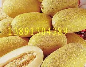 甘肃民勤哈密瓜今日价格行情,今日价格行情一览，品质佳价优引关注”