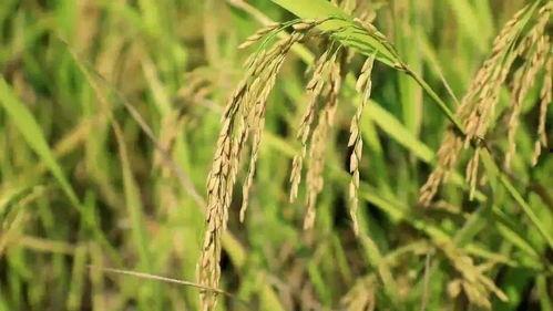 万邦今日吊瓜报价,市场行情一览