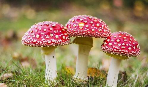 911爆料网吃瓜黑料蘑菇,吃瓜黑料蘑菇背后的真相