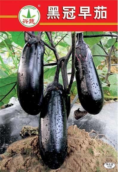 大黑吃茄瓜,一场奇妙的美食冒险