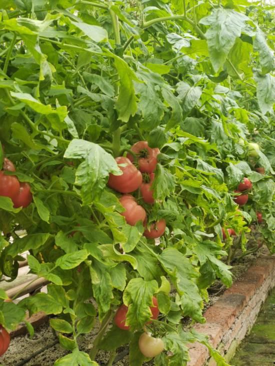 大黑吃茄瓜,一场奇妙的美食冒险
