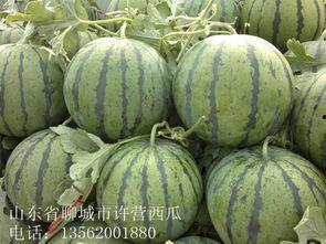 山东今日瓜价,新鲜上市，价格行情一览