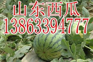 山东今日瓜价,新鲜上市，价格行情一览