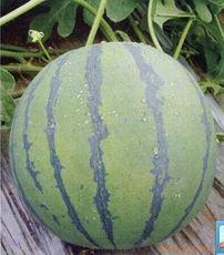 山东今日瓜价,新鲜上市，价格行情一览