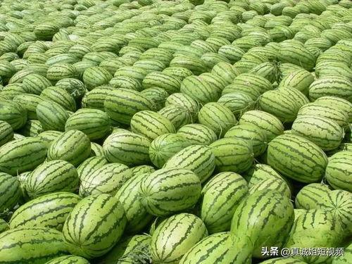 热门大瓜今日吃瓜中心,揭秘娱乐圈最新猛料，吃瓜群众狂欢时刻！