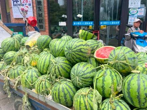 蒲城吊瓜今日价格2025年,价格走势及市场分析”