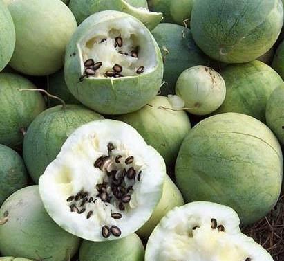 黑瓜西瓜子怎么吃,黑瓜西瓜子轻松开吃攻略