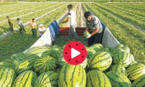 大瓜今日,揭秘娱乐圈最新热点事件