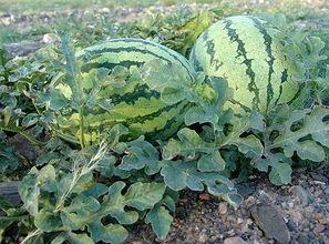 石头瓜今日行情价格最新,今日价格波动解析，投资风向标揭晓！”