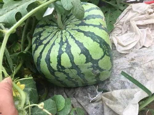 辽宁今日角瓜最新价格,行情波动，最新动态一览”