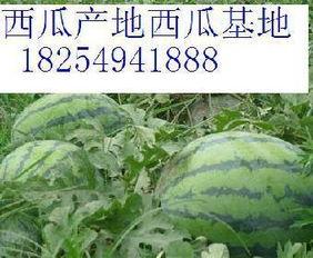 山东今日小瓜价格行情查询