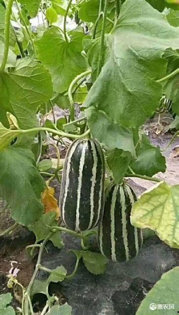 今日洋瓜价格行情最新消息