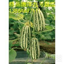 今日洋瓜价格行情最新消息