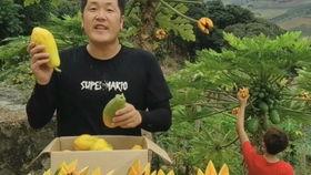 石头瓜的黑籽可以吃吗,揭秘可食用之谜