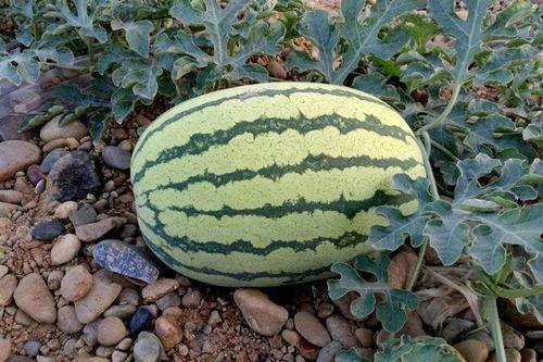 石头瓜的黑籽可以吃吗,揭秘可食用之谜