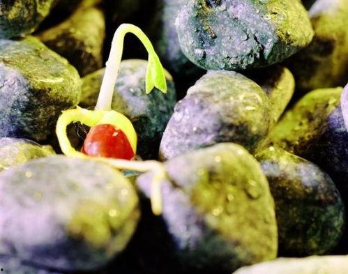 石头瓜的黑籽可以吃吗,揭秘可食用之谜