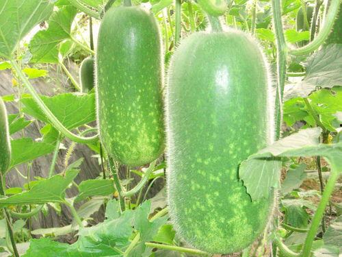 吃瓜黑科技高清,高清视觉盛宴背后的秘密