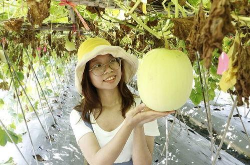今日小暑吃瓜视频,一起探索夏日消暑美食之旅