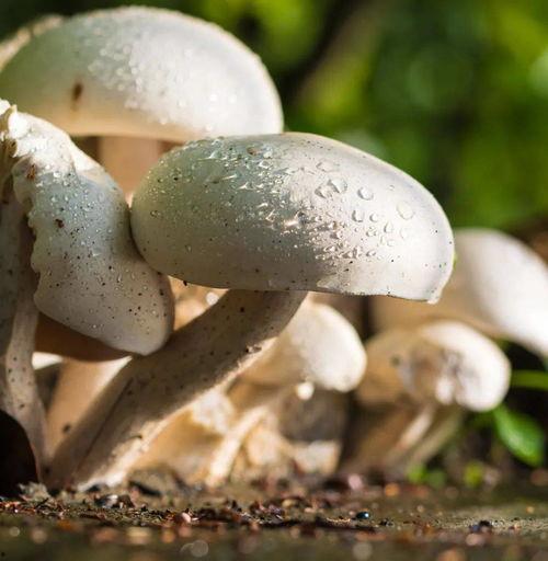 黑料吃瓜网蘑菇视频