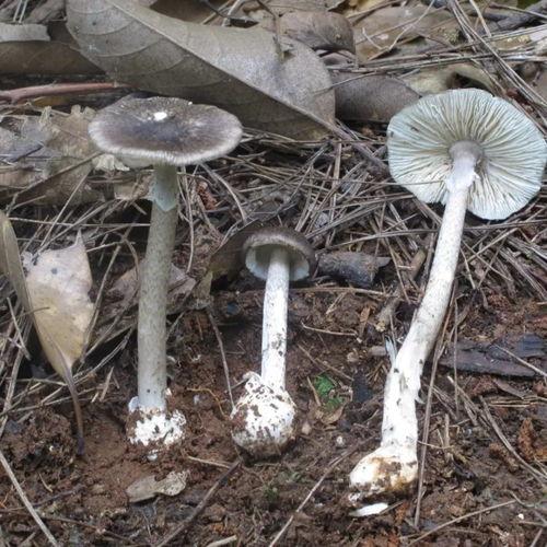 黑料吃瓜网蘑菇视频