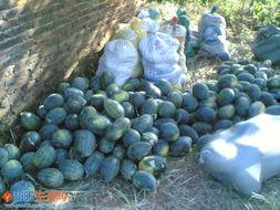 今日活在瓜中,揭秘娱乐圈最新八卦风云