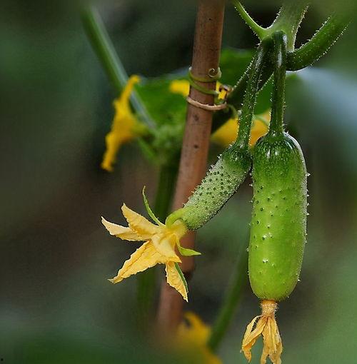 今日活在瓜中,揭秘娱乐圈最新八卦风云