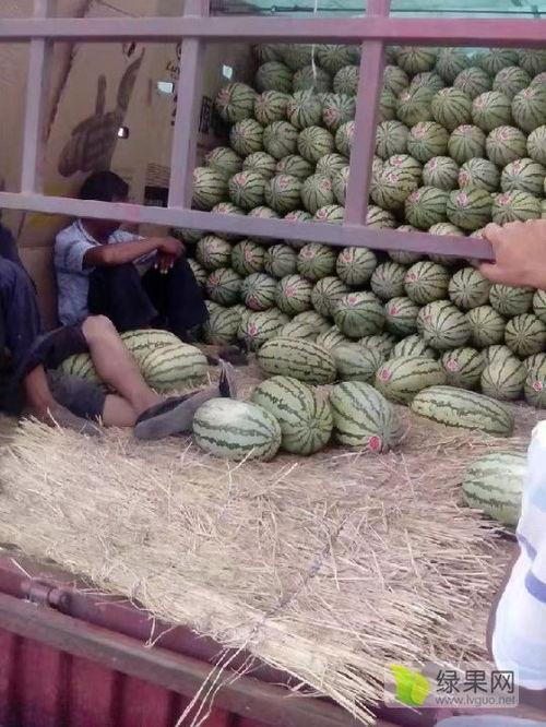 盐城麒麟瓜今日行情,行情看涨！
