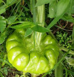 2025年2月姜柄瓜今日价格,今日价格动态解析