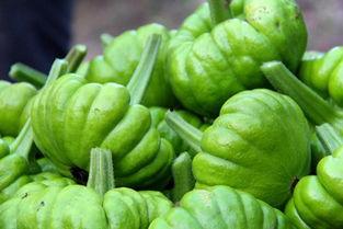 2025年2月姜柄瓜今日价格,今日价格动态解析