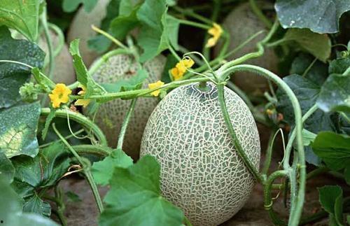 通海今日小瓜收购价格