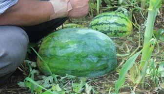 通海今日小瓜收购价格