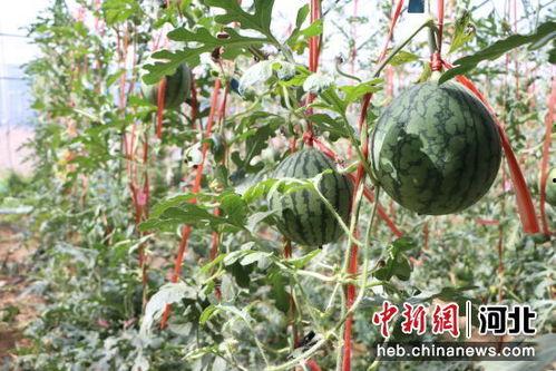 今日头条小吊瓜,揭秘今日头条的神秘新功能