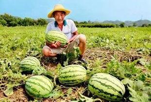 今日头条小吊瓜,揭秘今日头条的神秘新功能