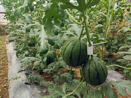 五一吃瓜网站今日吃瓜,吃瓜网站带你领略各大热点事件