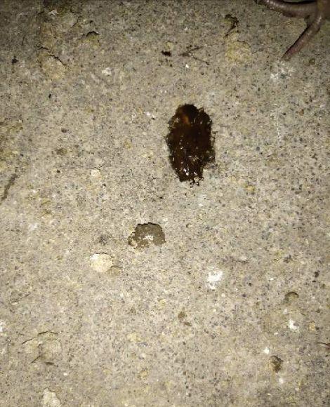 吃白瓜会拉黑大便吗,“白瓜食用后大便变黑之谜解析”