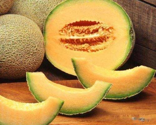 海南哈密瓜今日收购价